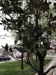 Magnolia