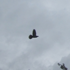 Patagioenas fasciata