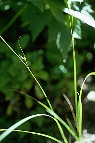 Thompkins' sedge (Carex tompkinsii)