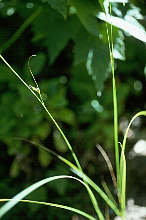 Carex tompkinsii