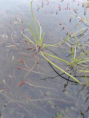 Myriophyllum triphyllum
