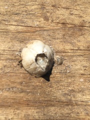 Amphibalanus eburneus