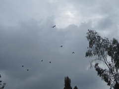 Patagioenas fasciata