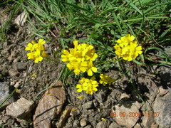 Draba hispida