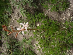 Asphodeline tenuior