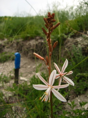 Asphodeline tenuior