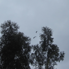 Patagioenas fasciata