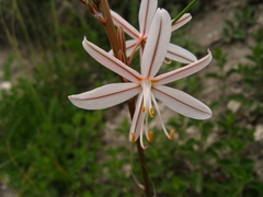 Asphodeline tenuior