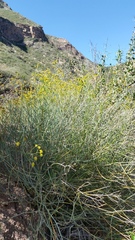 Gymnophyton polycephalum