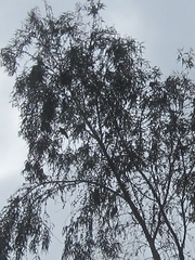 Patagioenas fasciata