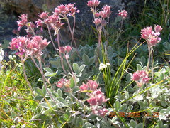 Potentilla divina