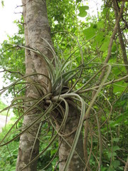 Tillandsia exserta