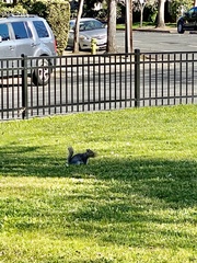 Sciurus carolinensis