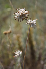Anthyllis vulneraria polyphylla