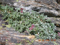 Potentilla divina