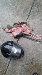 Chelydra rossignonii