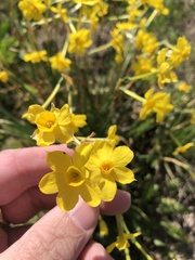 Narcissus jonquilla