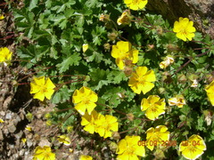 Potentilla gelida