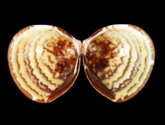 Laevicardium mortoni