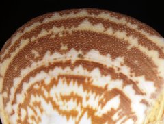 Laevicardium mortoni