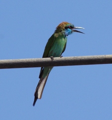 Merops cyanophrys