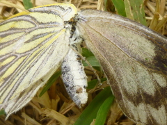 Lepidoptera