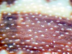 Laevicardium mortoni