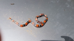 Micrurus altirostris