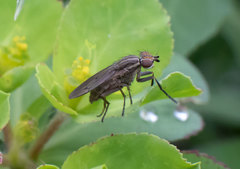 Pherbellia cinerella