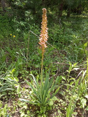 Eremurus azerbajdzhanicus