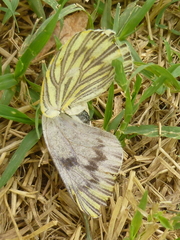 Lepidoptera