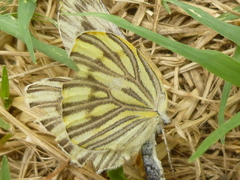 Lepidoptera