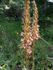 Eremurus azerbajdzhanicus
