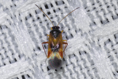 Ceratocapsus apicalis