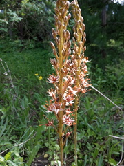 Eremurus azerbajdzhanicus