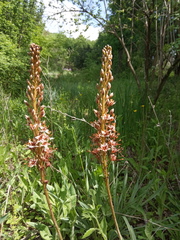 Eremurus azerbajdzhanicus