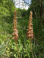 Eremurus azerbajdzhanicus