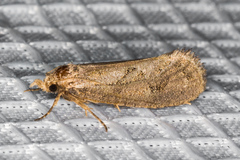 Acrolophus variabilis