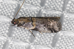 Acrobasis comptella