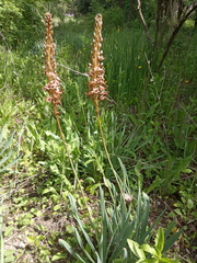 Eremurus azerbajdzhanicus