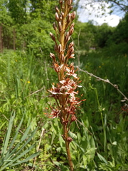 Eremurus azerbajdzhanicus