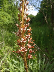 Eremurus azerbajdzhanicus