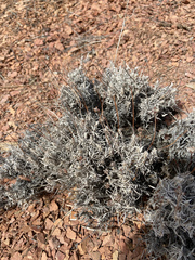 Eriogonum pauciflorum