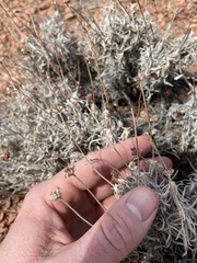 Eriogonum pauciflorum