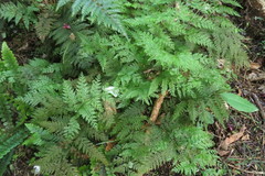 Leptolepia novae-zelandiae