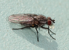 Lasiomma seminitidum