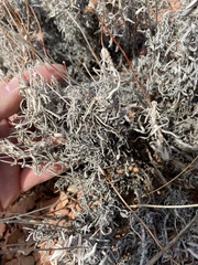 Eriogonum pauciflorum