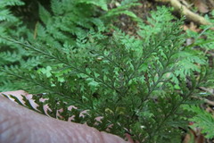 Leptolepia novae-zelandiae