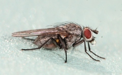 Lasiomma seminitidum