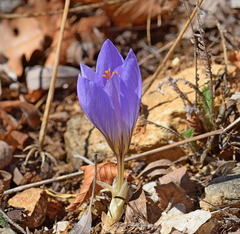 Crocus cancellatus